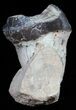 Fossil Brontotherium (Titanothere) Molar - South Dakota #50799-4